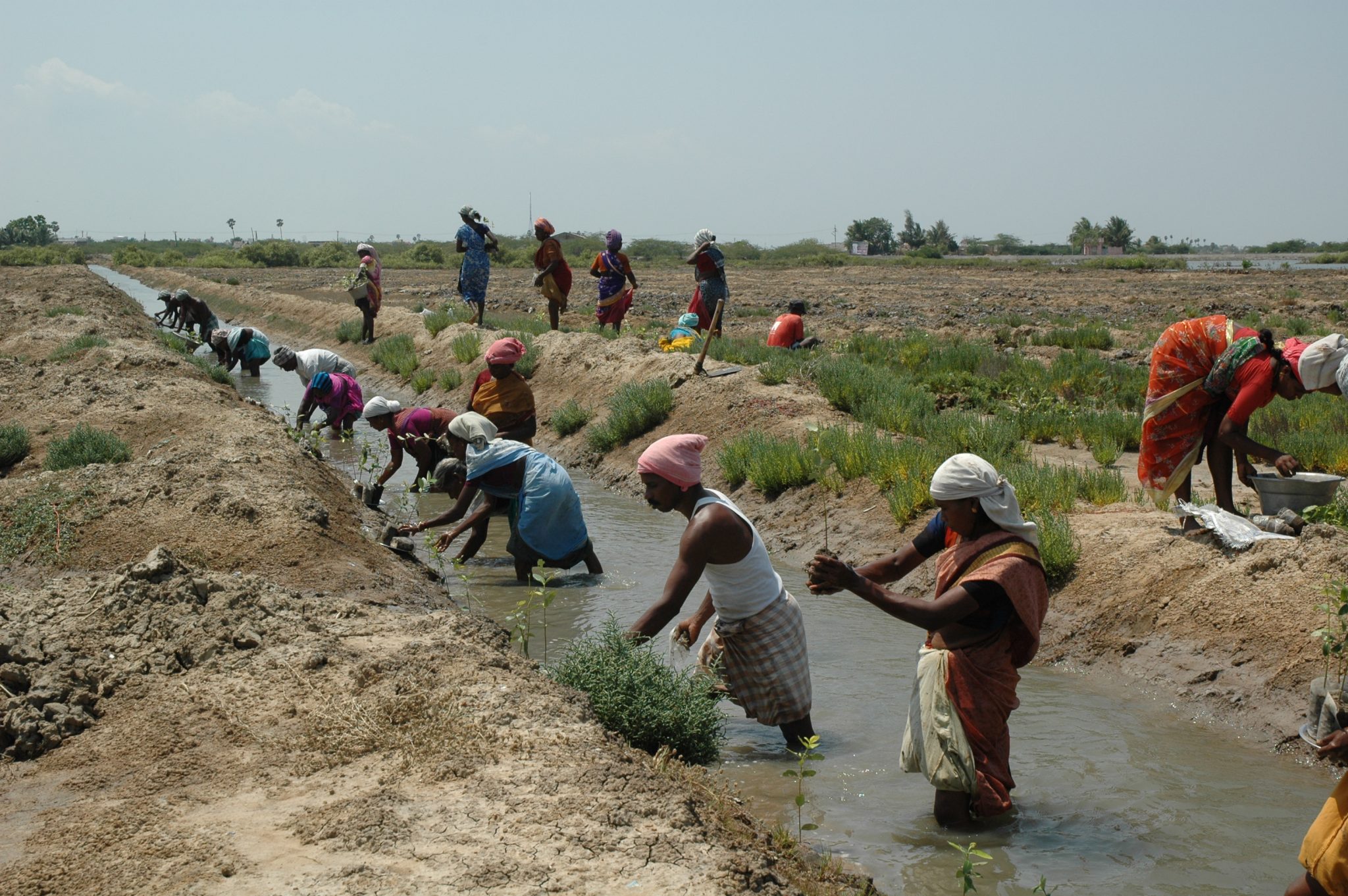 Restoring mangroves ecosystems