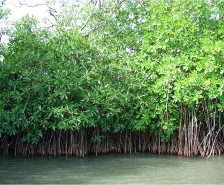 Unexplored mangrove soils harbour novel microbial groups with multiple functions