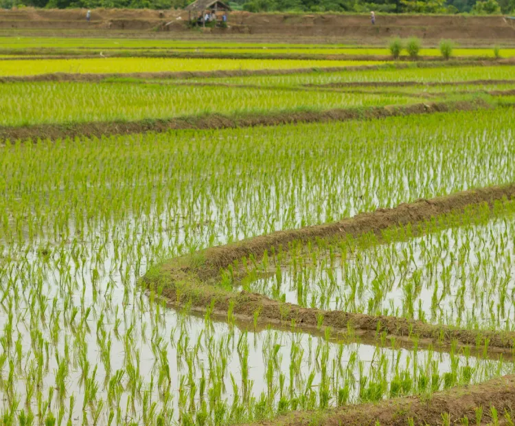 Paddy Field