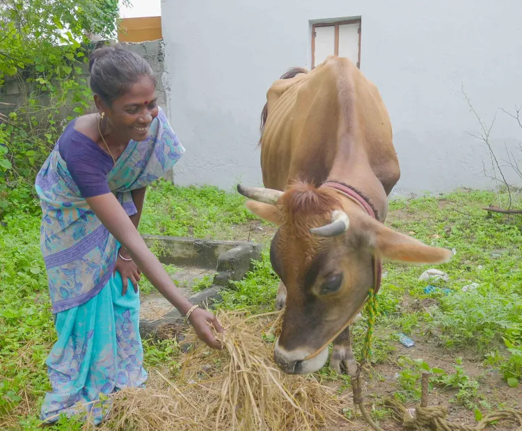 Neela, a small-scale dairy farmer from Manikaraiyanpattai village in Dindigul district, Tamil Nadu, feeds her cow 