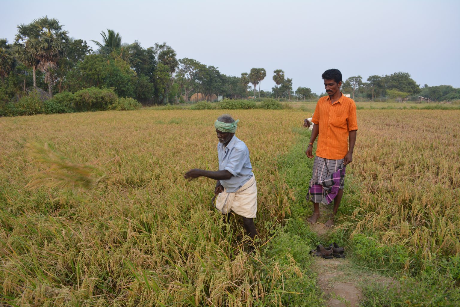 collective-farming-method-works-wonders-for-tamil-nadu-farmers