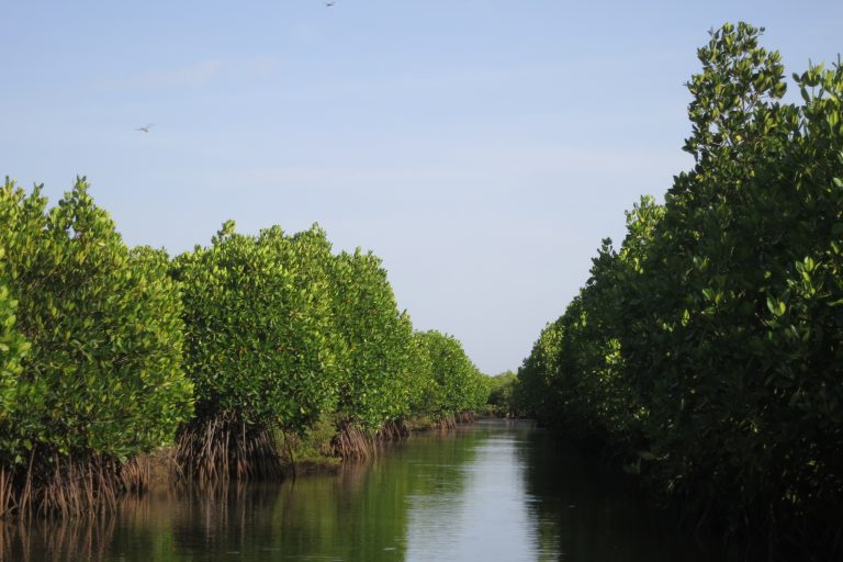 Carbon in Mangrove Forests